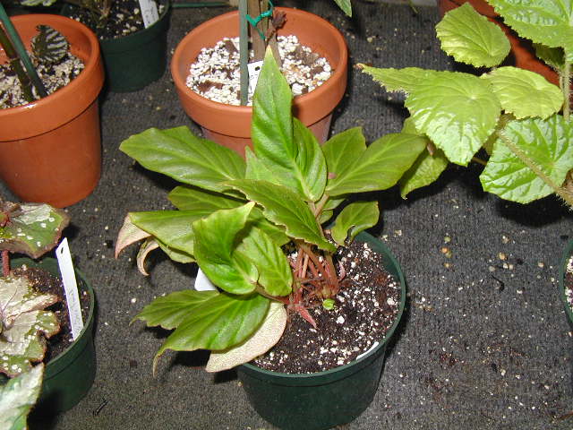 B. ‘Phoe’s Gulf Coast’